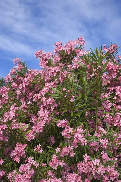 Flowering pink Oleander bush. — Stock Photo, Image