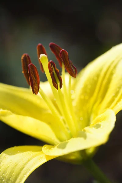 Gele dag lilly bloei. — Stockfoto