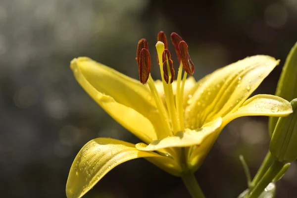 Жовтий день цвітіння лілії . — стокове фото