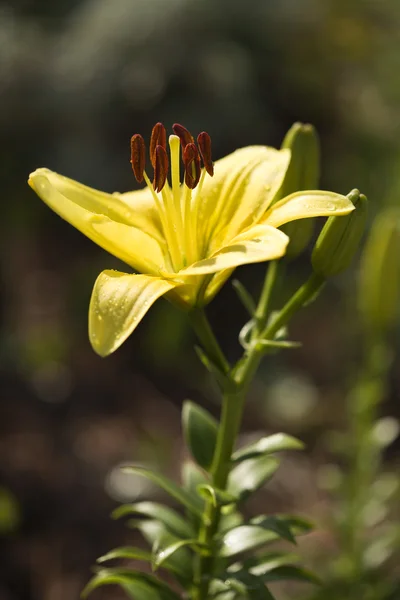 Flor de lirio de día amarillo . —  Fotos de Stock