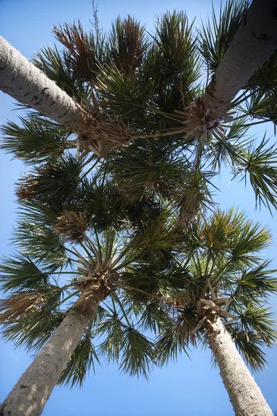 Пальмові дерева . — стокове фото