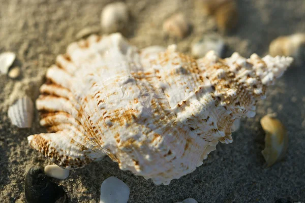 Deniz kabuğu kabuk kum. — Stok fotoğraf