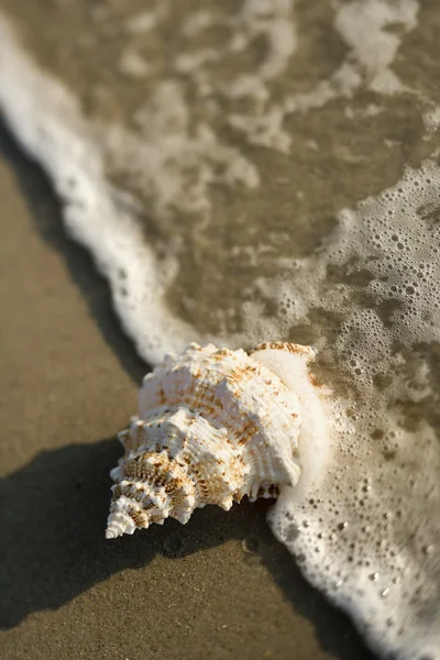 Conch shell i våg. — Stockfoto