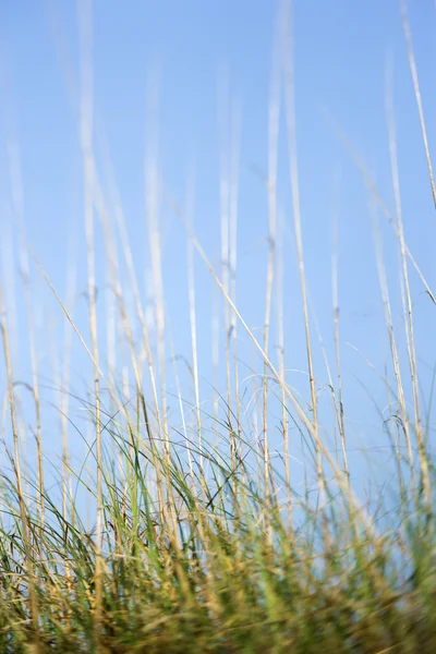 Beach grass. — Stock Photo, Image