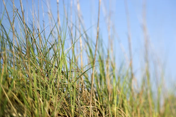 Gräs med blå himmel. — Stockfoto