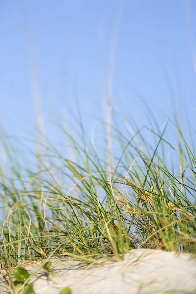Трава на пляже . — стоковое фото