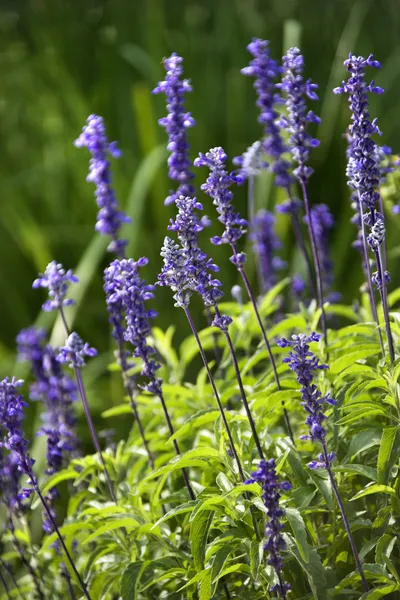 stock image Lavender flower.