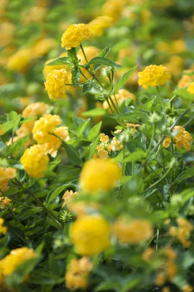 Arbusto amarelo verbena . — Fotografia de Stock
