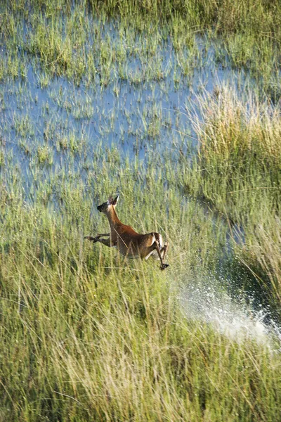 Aerial of running deer. — Stock Photo, Image