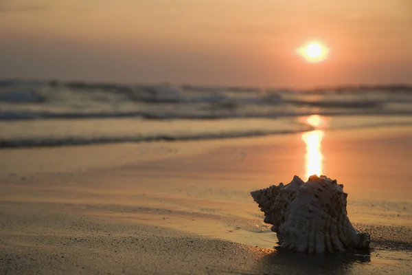 Seashell sulla spiaggia . — Foto Stock