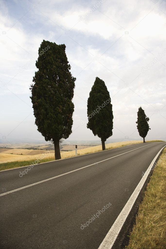 Cypress trees along road.