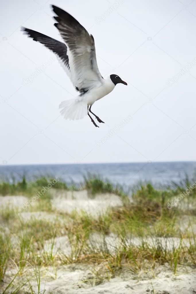 Seagull landing on beach.