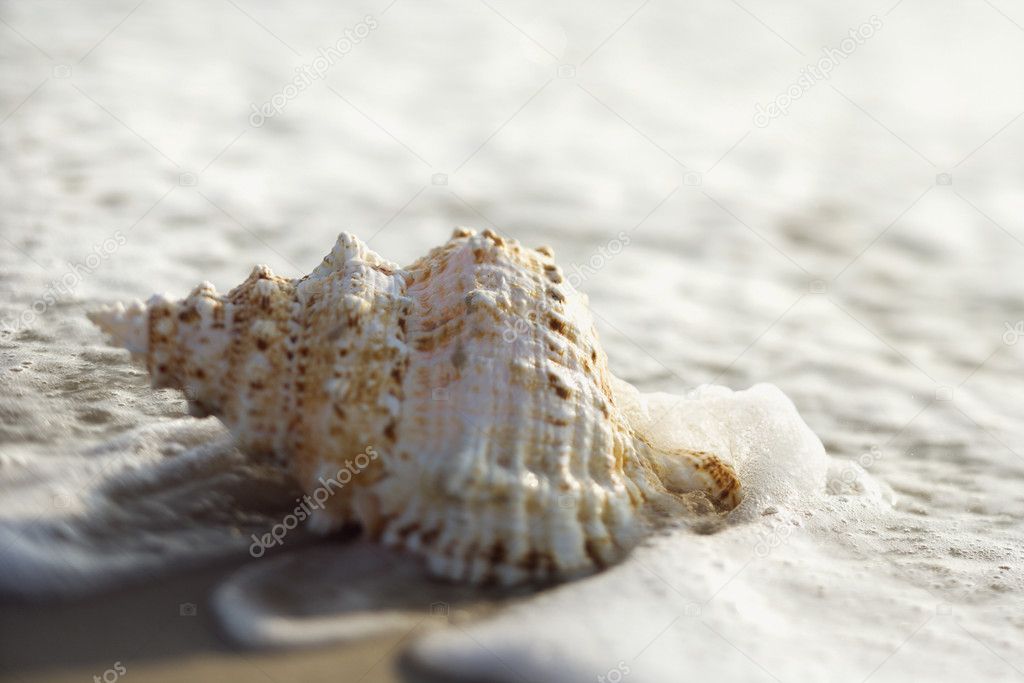 Conch shell in waves.