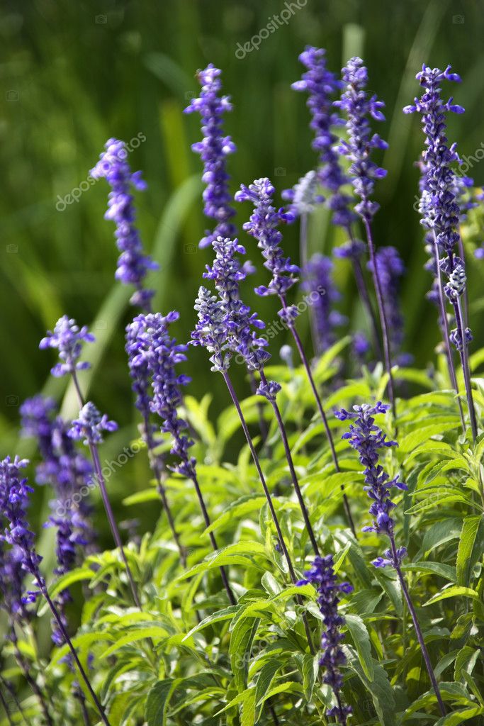 Flor de lavanda fotos de stock, imágenes de Flor de lavanda sin royalties |  Depositphotos