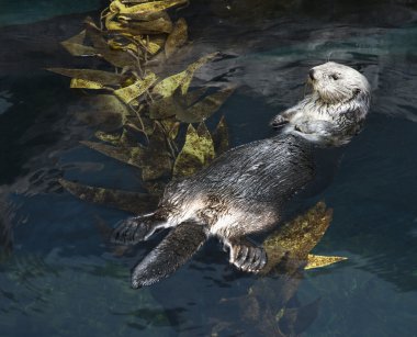 Otter swimming in aquarium. clipart