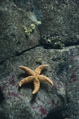 Starfish underwater. clipart