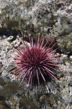 Sea urchin. clipart