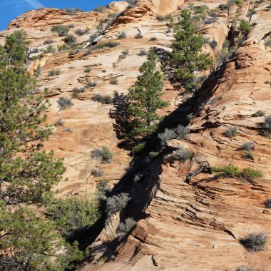 Zion Ulusal Parkı, Utah.