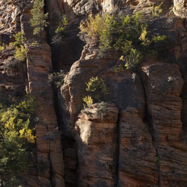 Zion Ulusal Parkı, Utah.