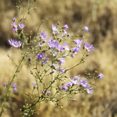 Wildflowers, Zion Park, Utah. clipart