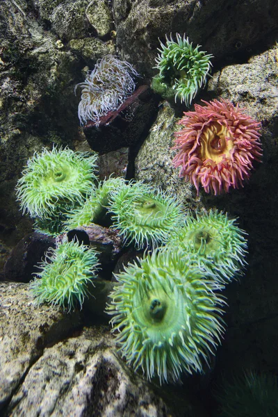 Deniz anemon. — Stok fotoğraf