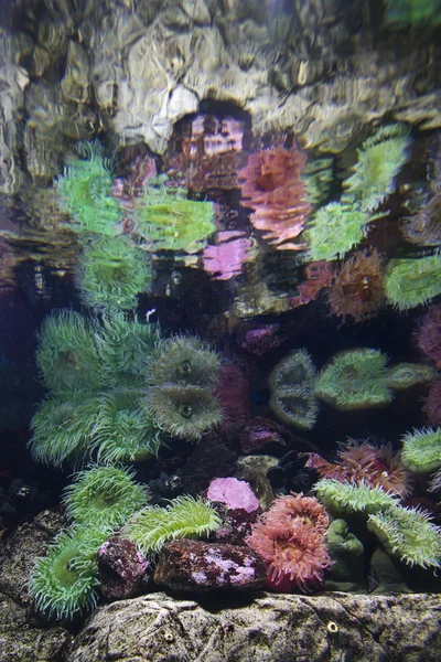 Anemone marino . — Foto Stock
