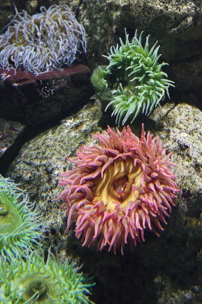 Anemone marino . — Foto Stock