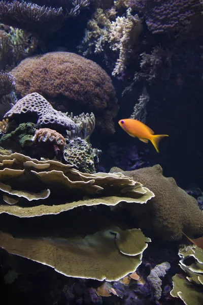 Pesci d'acqua salata e coralli . — Foto Stock
