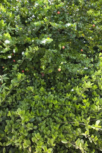 Arbusto jasmim exuberante verde — Fotografia de Stock