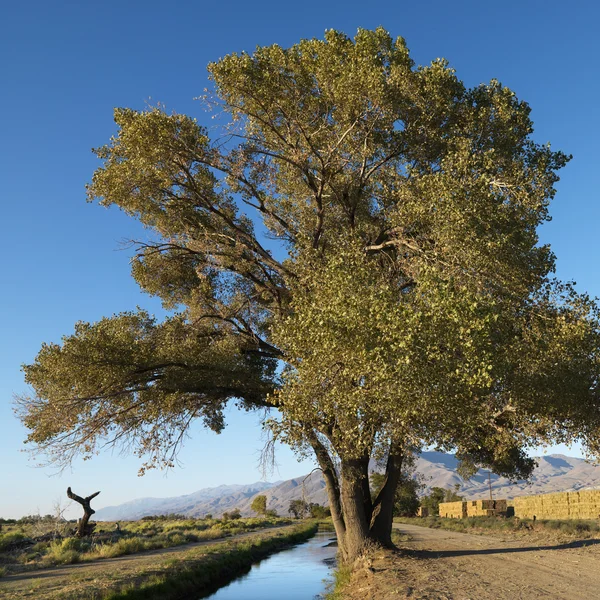 Träd av bäck. — Stockfoto