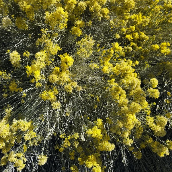 Gele bloeiende bush. — Stockfoto