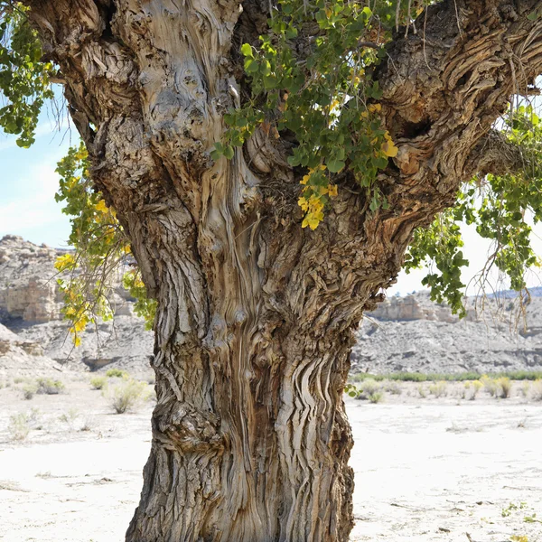 Коттонвуд дерево в штаті Юта. — стокове фото