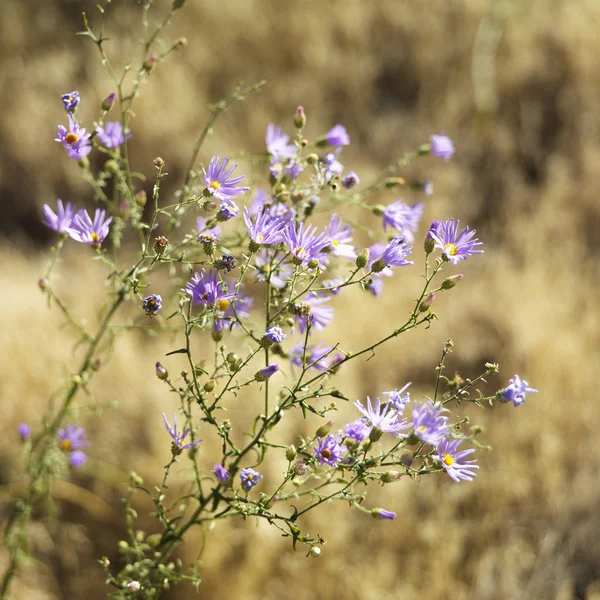 Дикие цветы, Парк Зайон, Юта . — стоковое фото