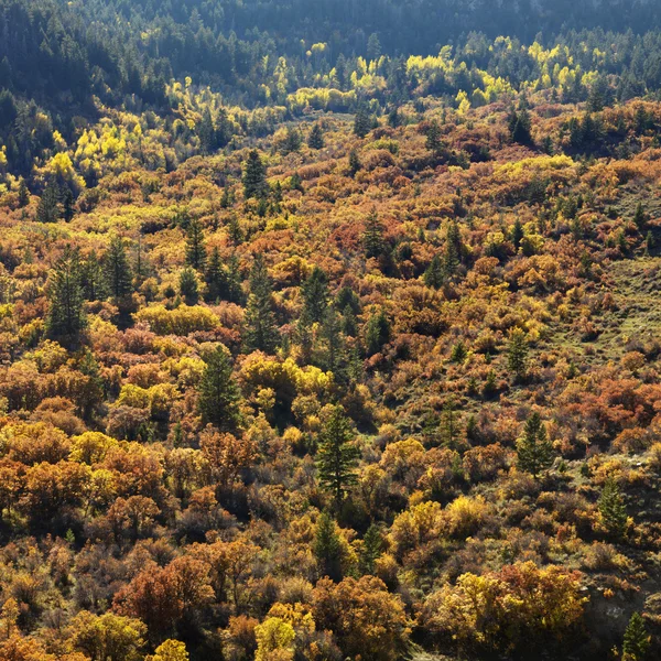树木在秋天的颜色. — 图库照片