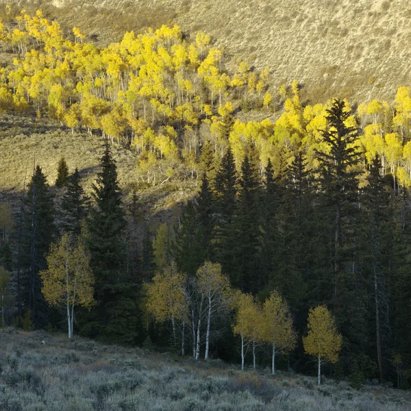 Aspen trees in Fall color. — Stock Photo, Image