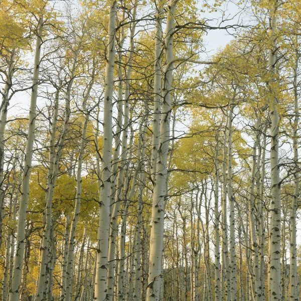 Aspen δέντρα σε χρώμα πτώσης. — Φωτογραφία Αρχείου