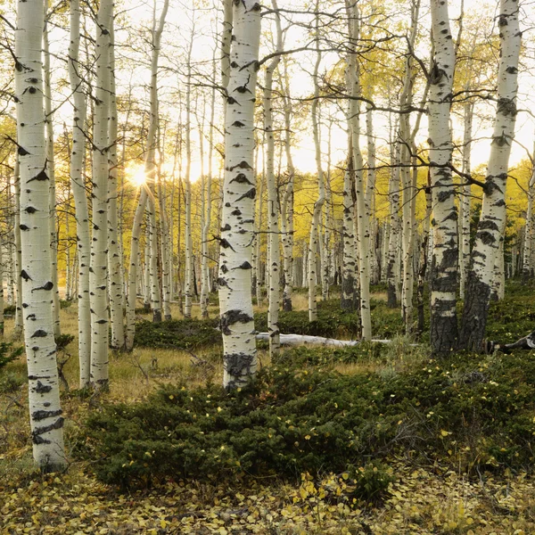 Osika drzewa jesienią kolor. — Zdjęcie stockowe
