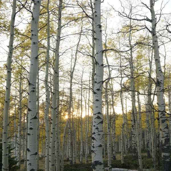 Aspen trees in Fall color. — Stock Photo, Image