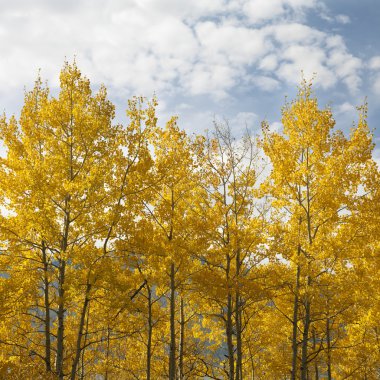 Aspen trees in fall color. clipart