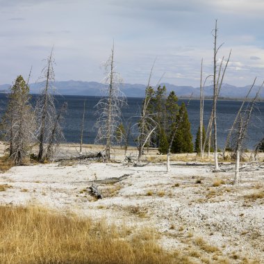 Yellowstone Ulusal Parkı, Wyoming.