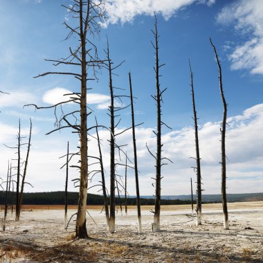 Yellowstone Ulusal Parkı, Wyoming.