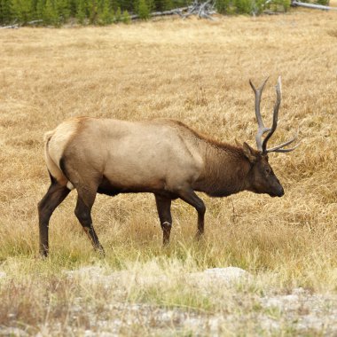 yellowstone Parkı geyik.