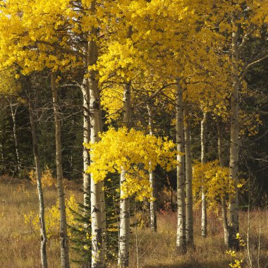 Aspen trees in Wyoming. clipart