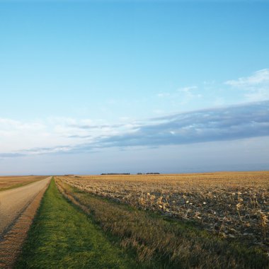 Dirt road with cornfield.