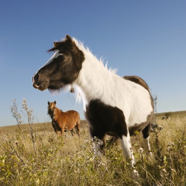 Miniature horses in field. clipart