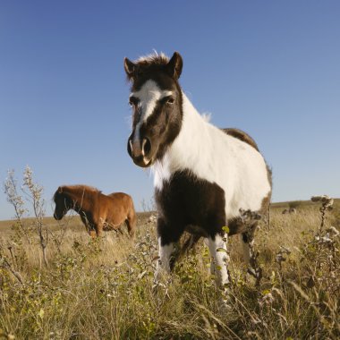 Two miniature horses. clipart