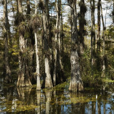 Wetland, Florida Everglades. clipart