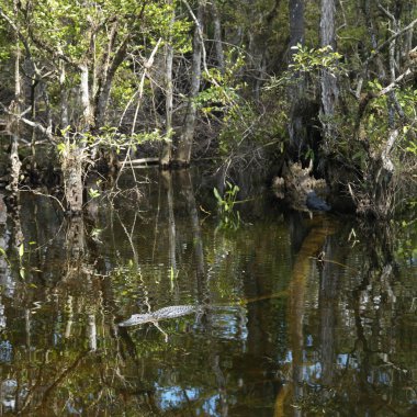 Alligator in Everglades. clipart