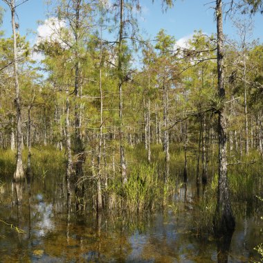 sulak, florida everglades.