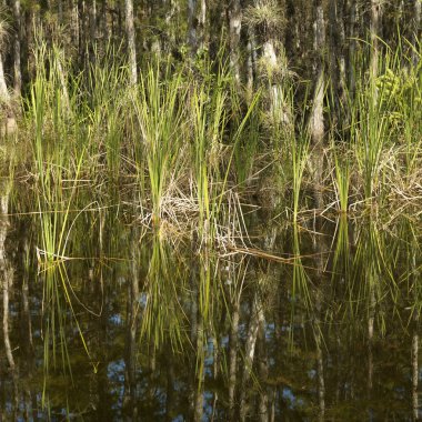 Florida everglades sulak.